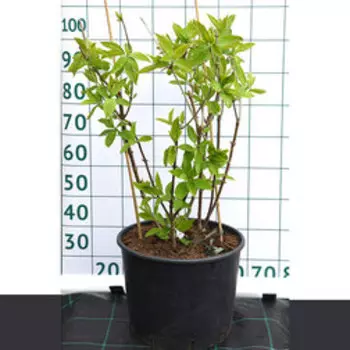 Гортензия метельчатая Фантом (С20 Н100-125)