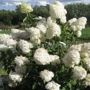 Гортензия метельчатая Фантом (С3)