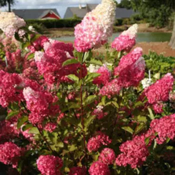 Гортензия метельчатая Фрайз Мелба