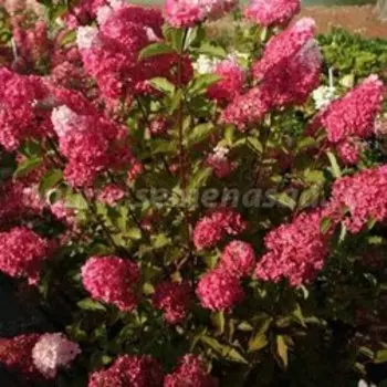 Гортензия метельчатая Фрайз Мелба (С3)