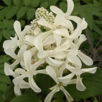 Гортензия метельчатая Грэйт Стар (С3)