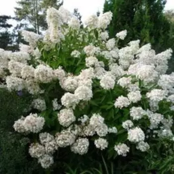 Гортензия метельчатая Грандифлора (С3)