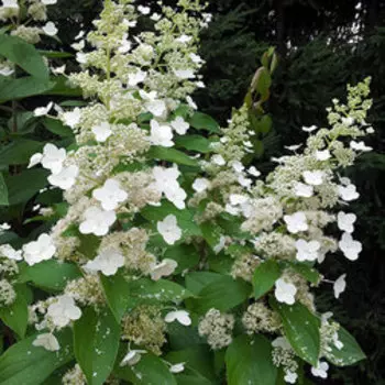 Гортензия метельчатая Грейт Эскейп