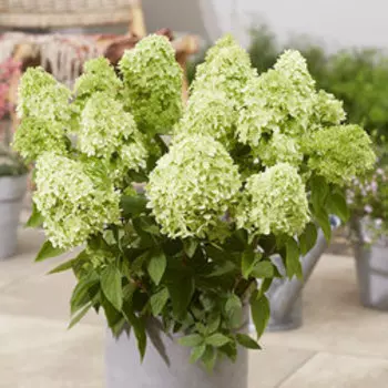 Гортензия метельчатая Грин Лайт (серия Патио)