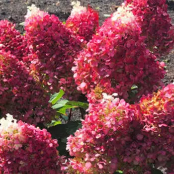 Гортензия метельчатая Индиан Саммэ