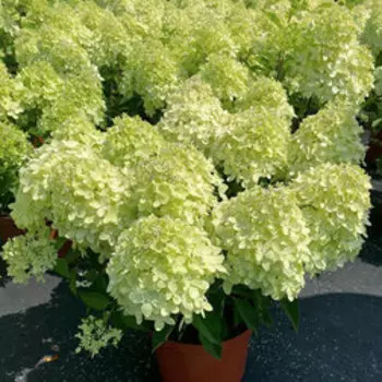 Гортензия метельчатая Икс Лайт (серия Патио)