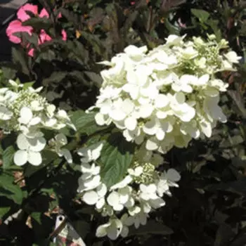 Гортензия метельчатая Энджелс Блаш
