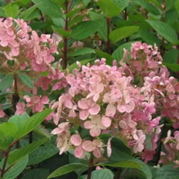 Гортензия метельчатая Эрли Сенсейшн