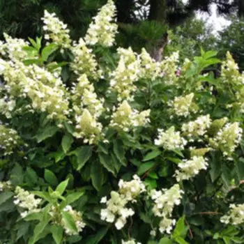 Гортензия метельчатая Юник (С3)