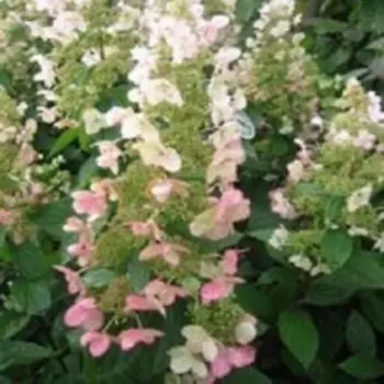 Гортензия метельчатая Кьюшу (С3)