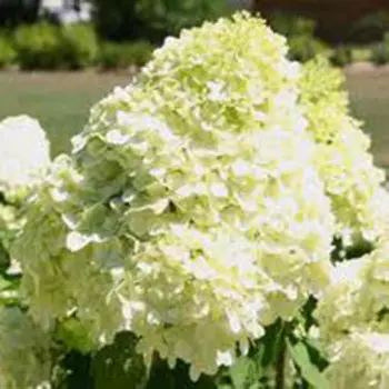 Гортензия метельчатая (Кэндэлайт)