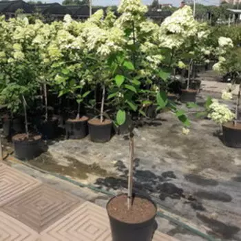 Гортензия метельчатая Лаймлайт (С15 штамб 50)