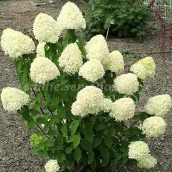 Гортензия метельчатая Ламлайт (С3)