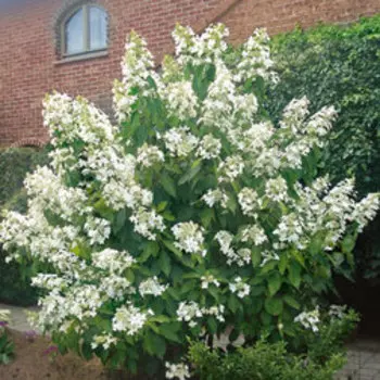 Гортензия метельчатая (Левана)