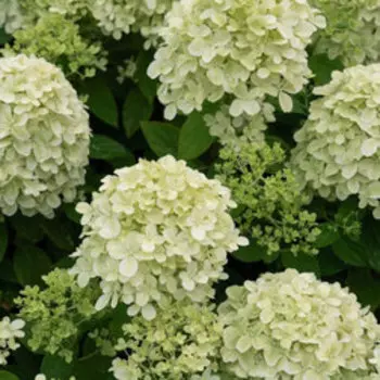 Гортензия метельчатая Литтл Пассион (С3)