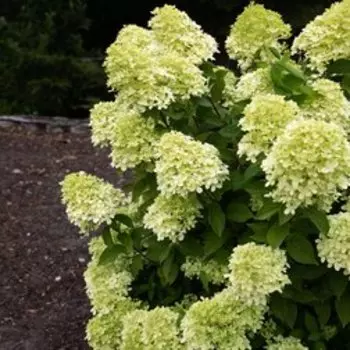 Гортензия метельчатая Литтл Пассион (Серия Патио)