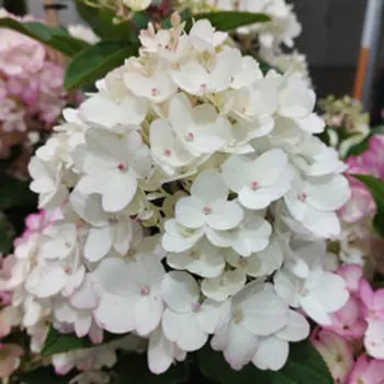 Гортензия метельчатая Литтл Рози (серия Патио)