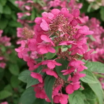 Гортензия метельчатая Мэджикал Файр