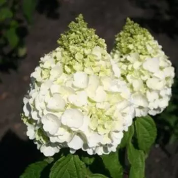 Гортензия метельчатая Мэджикал Монблан