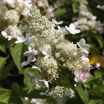 Гортензия метельчатая Мега Перл