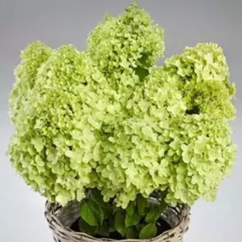 Гортензия метельчатая Пандора (С7,5)