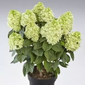 Гортензия метельчатая Паненка (С7,5)