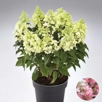 Гортензия метельчатая Панфлора (С7,5)
