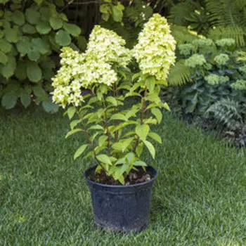 Гортензия метельчатая Панорама (С7,5)