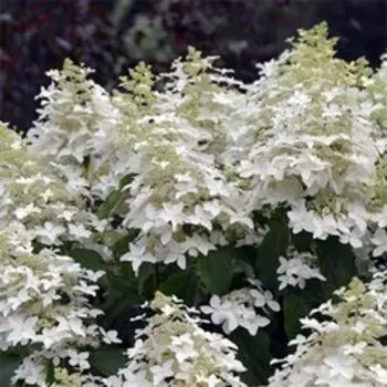 Гортензия метельчатая Перл де Отум