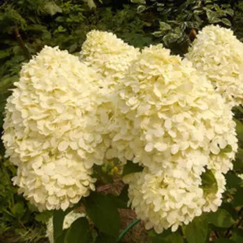 Гортензия метельчатая Петит Черри (С3)