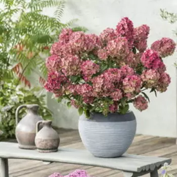 Гортензия метельчатая Петит Стар (серия Патио)