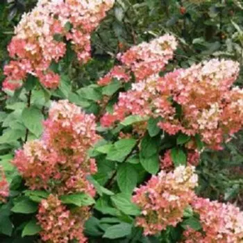Гортензия метельчатая Пинк Даймонд (V7,5л. H40-60)