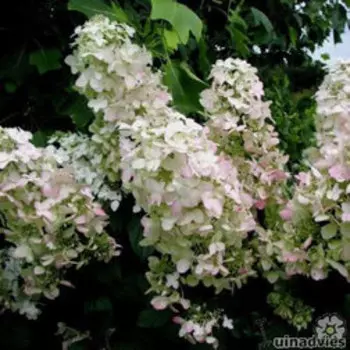 Гортензия метельчатая Пинк Леди