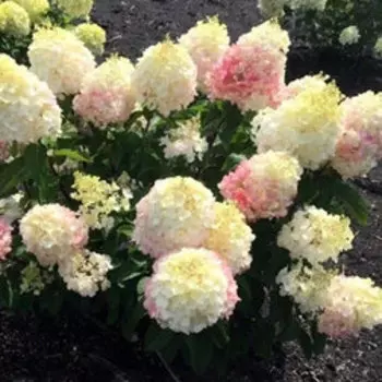 Гортензия метельчатая Пинки Промис (С3)