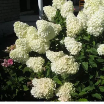 Гортензия метельчатая Полар Бир (С3)