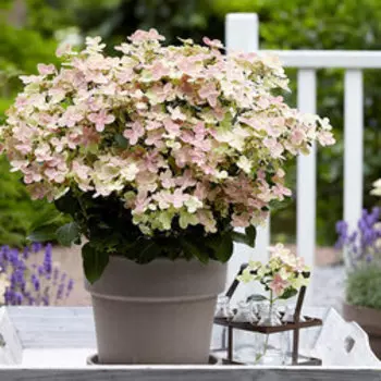 Гортензия метельчатая Полстар (С3)