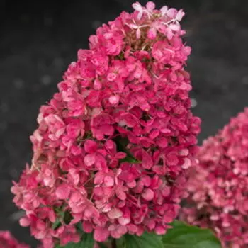 Гортензия метельчатая Распберри Пинк
