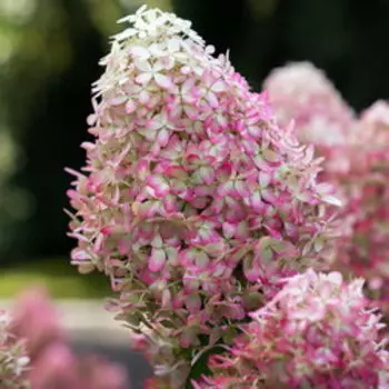 Гортензия метельчатая Роял Флауэ