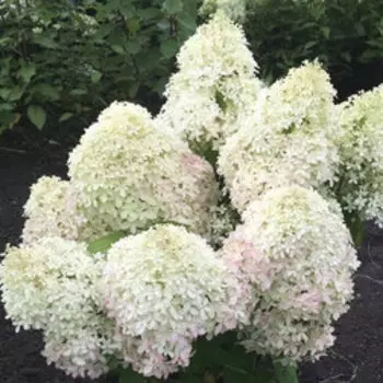 Гортензия метельчатая Роял Флауэ (С3)