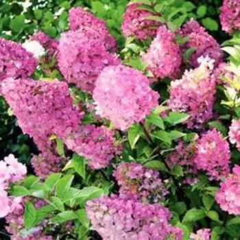Гортензия метельчатая Сандей Фрайз (С7,5)