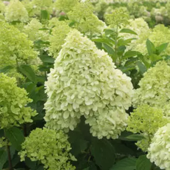 Гортензия метельчатая Селекшен