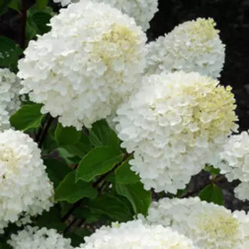 Гортензия метельчатая Шуга Раш (С3)