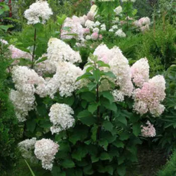 Гортензия метельчатая Сильвер Доллар (С3)