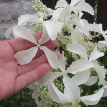 Гортензия метельчатая Стар Роуз (С3)