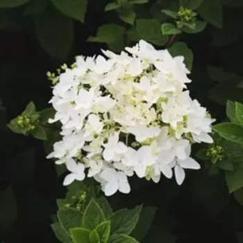 Гортензия метельчатая Тач оф Пинк