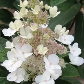 Гортензия метельчатая Тардива (С3)
