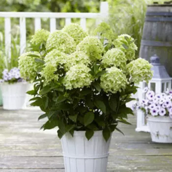 Гортензия метельчатая Вайт Лайт (серия Патио)