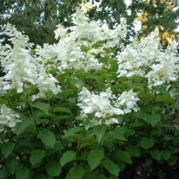Гортензия метельчатая Вайт Леди