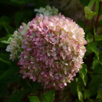 Гортензия метельчатая Жемчужина фестиваля (С3)