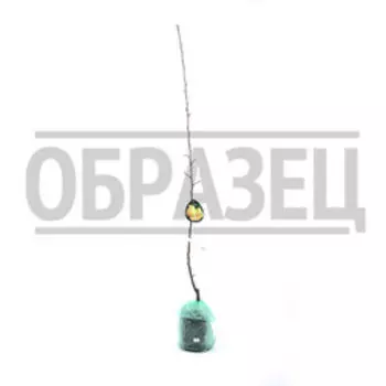 Груша Чижовская 2-х лет (подвой семенной) (в сетке)